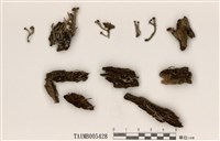 藏品(瘦柄紅石蕊、擬小紅石蕊)的圖片